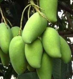 Irvingia wombolu Bitter bush-mango